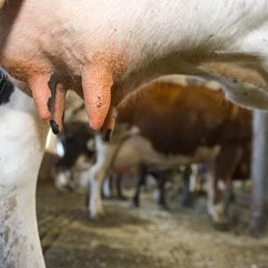 Dairy farming, dairy cows, close-up of udder, herd in milking parlour, Sweden, july