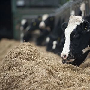 Dairy farming, dairy heifers, herd feeding on mixed silage ration through feed barrier, England, November