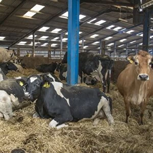 Dairy farming, dry Jersey and Holstein cows in straw calving yard, Lancashire, England, April