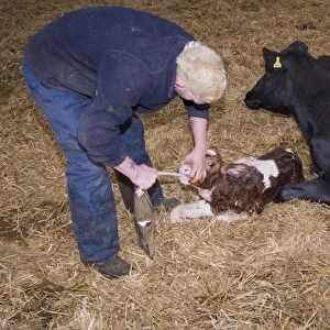 Dairy farming, farmer with colostrum in bag for first feed of calves, with newly born Red Holstein bull calf