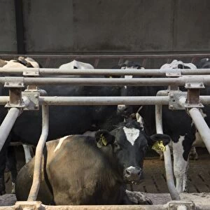 Dairy farming, Holstein cows in cubicle house with rubber mattresses and sawdust bedding, Lancashire, England, April