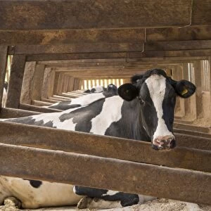 Dairy farming, Holstein dairy cows, resting in wooden cubicle house on mattresses bedded with sawdust, Lancashire