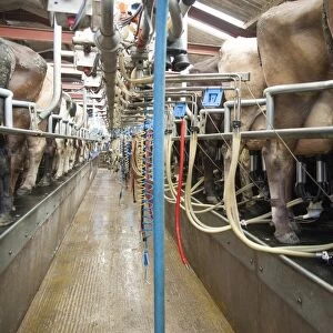 Dairy farming, milking parlour with Brown Swiss dairy cows being milked, Cheshire, England, march