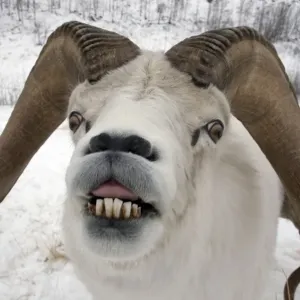 Dall Sheep Print: Close-up of Adult Male in Flehmen Position Dall Sheep Print: Close-up of Adult Male in Flehmen Position