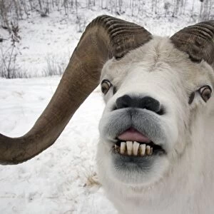 Dall Sheep (Ovis dalli) adult male, in flehmen, close-up of head, in snow, Yukon, Canada
