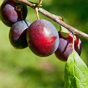 Damson (Prunus domestica var. insititia) Merry Weather, close-up of fruit, growing in orchard, Norfolk, England, august