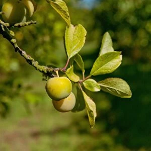 Damson (Prunus domestica var. insititia) Mirabelle Golden Sphere, close-up of fruit, growing in orchard, Norfolk