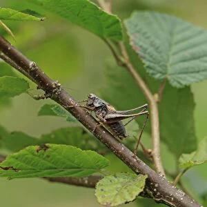 Dark Bush-cricket (Pholidoptera griseoaptera) adult male, resting on hazel twig, Brittany, France, August