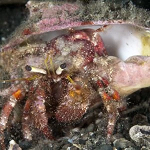Dark-knee Hermit Crab (Dardanus lagopodes) adult, on black sand, Lembeh Straits, Sulawesi, Sunda Islands, Indonesia