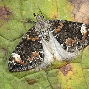 Dark Marbled Carpet Moth (Chloroclysta citrata) adult, resting on leaf, Powys, Wales, august
