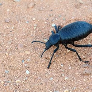 Darkling Beetle (Eleodes obscurus) adult, walking on sand, Arches N. P. Utah, U. S. A. May