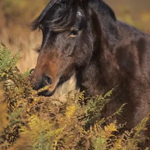 Dartmoor Pony, adult, close-up of head, amongst bracken, Dartmoor, Devon, England, october Dartmoor Pony, adult, close-up of head, amongst bracken, Dartmoor, Devon, England, october