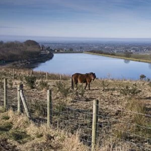 Dartmoor Pony, two adults, grazing amongst gorse in fenced area, with reservoir in background