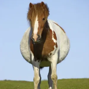 Dartmoor Pony, pregnant mare, skewbald, standing on pasture, Dartmoor N. P. Devon, England Dartmoor Pony, pregnant mare, skewbald, standing on pasture, Dartmoor N. P. Devon, England