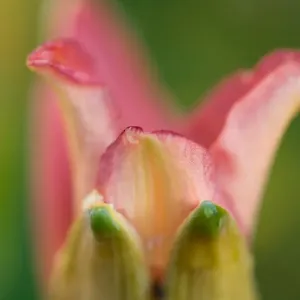 Day Lily (Hemerocallis sp. ) close-up of opening flower Day Lily (Hemerocallis sp. ) close-up of opening flower