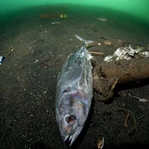 Dead and decaying fish from fishing boats and rubbish on seabed, Ambon Island, Maluku Islands, Banda Sea, Indonesia
