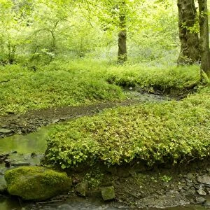 Deciduous woodland habitat with stream, Moss Valley, Sheffield, South Yorkshire, England, may