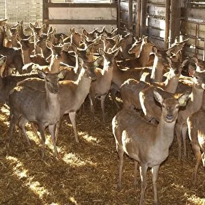 Deer farming, farmed Red Deer (Cervus elaphus) hinds, herd housed indoors, Melton Mowbray, Leicestershire, England