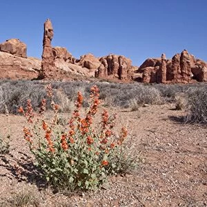 Desert Gobemallow or Hollyhock at Arches National Park