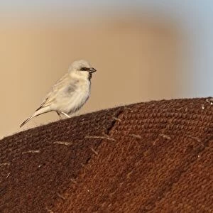 Desert Sparrow (Passer simplex) adult male, perched on jaima (Bedouin tent), Erg Chebbi, Morocco, february