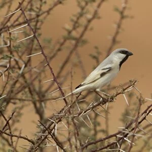 Desert Sparrow (Passer simplex) adult male, perched on thorny twig, Morocco, March