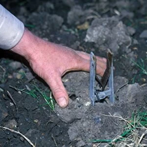 Destruction - Trap Mole trap set in ground / hand