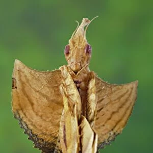 Devil Stick Mantis (Idolomantis diabolica) subadult, close-up of head and forelegs (captive)