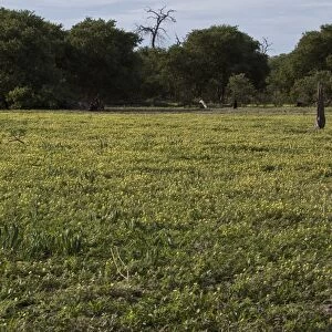 Devils Thorn growing in Botswana near Lebala