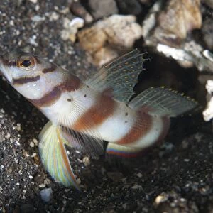 Diagonal Shrimpgoby (Amblyeleotris diagonalis) adult, at hole entrance on black sand, Lembeh Straits, Sulawesi