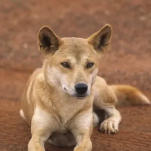 Dingo (Canis familiaris dingo) adult, laying on sand, Uluru-Kata Tjuta N. P. Northern Territory, Australia Dingo (Canis familiaris dingo) adult, laying on sand, Uluru-Kata Tjuta N. P. Northern Territory, Australia