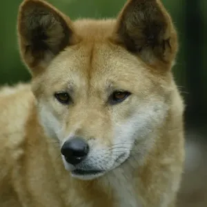 Australia Dingo Print Australia Dingo Print