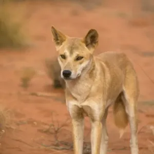 Dingo (Canis familiaris dingo) Standing - close-up - Australia Dingo (Canis familiaris dingo) Standing - close-up - Australia