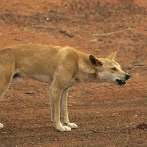 Dingo (Canis familiaris) Male - Ayers Rock, Australia Dingo (Canis familiaris) Male - Ayers Rock, Australia