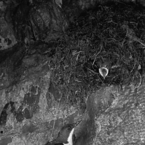 Dipper at Nest Doldowlod Wales. Taken in 1954 by Eric Hosking