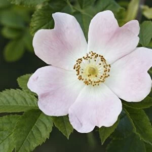 Dog Rose (Rosa canina) close-up of flower, Felmingham, Norfolk, England, June
