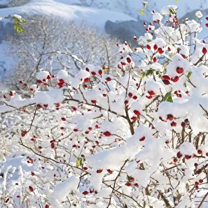 Dog Rose (Rosa canina) fruit, covered with snow, Powys, Wales, november