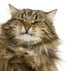 Angora Cat Close-Up Print Angora Cat Close-Up Print