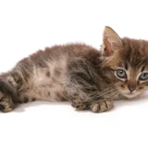 Asian Domestic Cat Kitten Print Asian Domestic Cat Kitten Print