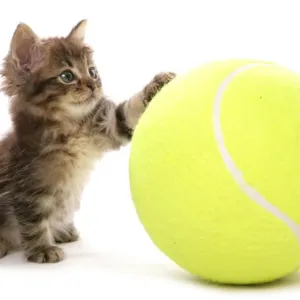 Asian Kitten Playing with Tennis Ball Print Asian Kitten Playing with Tennis Ball Print