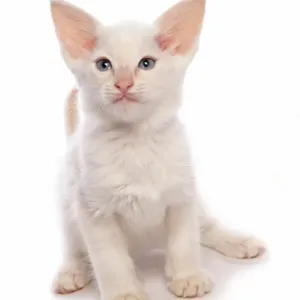 Balinese Kitten Print Balinese Kitten Print