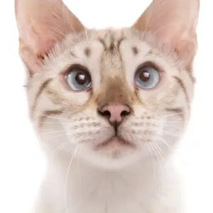 Bengal Cat Blue-Eyed Snow Marbled Print Bengal Cat Blue-Eyed Snow Marbled Print
