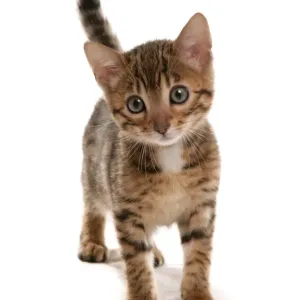 Bengal Kitten Brown Spotted Print Bengal Kitten Brown Spotted Print