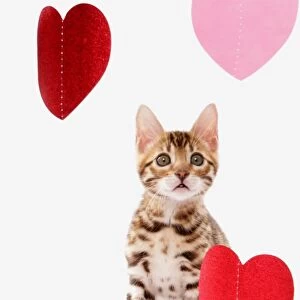 Domestic Cat, Bengal, kitten, sitting with heart foils