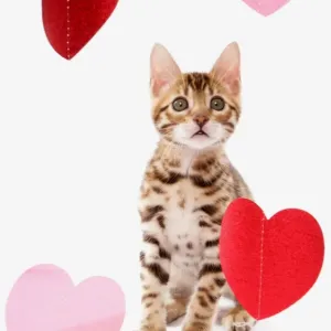 Bengal Kitten Print Bengal Kitten Print