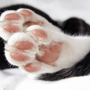 Domestic Cat, black and white kitten, close-up of paws