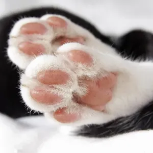 Black and White Kitten Print Black and White Kitten Print