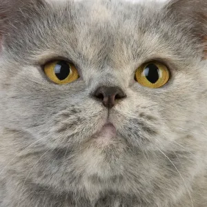 Domestic Cat Blue Cream British Shorthair Print Domestic Cat Blue Cream British Shorthair Print