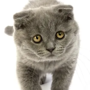 Blue Scottish Fold Kitten Walking Print Blue Scottish Fold Kitten Walking Print