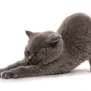 Blue British Shorthair kitten print Blue British Shorthair kitten print
