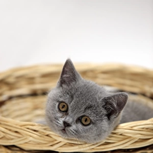 Domestic Cat, British Shorthair, ten week old kitten, laying in basket